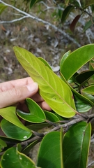 Tetracera asperula