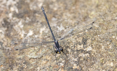 Austroargiolestes icteromelas