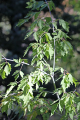 Acer negundo interius