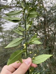 Prinsepia scandens