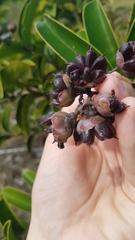 Tetracera asperula