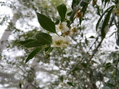 Prinsepia scandens