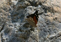 Historis acheronta