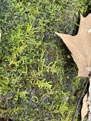 Entodon cladorrhizans