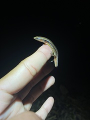 Subdoluseps bowringii