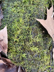 Entodon cladorrhizans