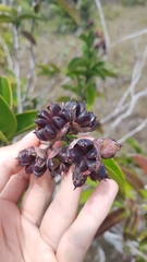 Tetracera asperula