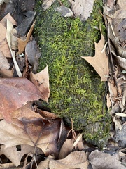 Entodon cladorrhizans