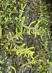 Entodon cladorrhizans