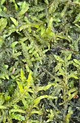 Entodon cladorrhizans