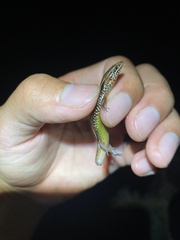 Subdoluseps bowringii