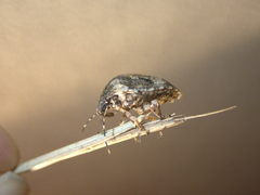 Pachycorinae