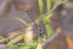 Austroargiolestes icteromelas