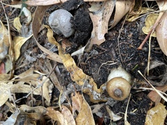 Geastrum pectinatum