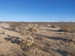 Cylindropuntia echinocarpa