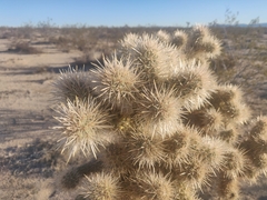 Cylindropuntia echinocarpa