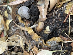 Geastrum pectinatum