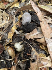 Geastrum pectinatum