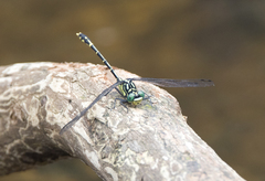 Austrogomphus ochraceus