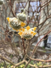 Edgeworthia