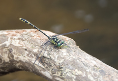 Austrogomphus ochraceus