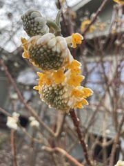 Edgeworthia