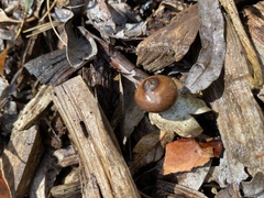 Geastrum pectinatum