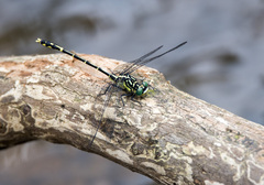 Austrogomphus ochraceus