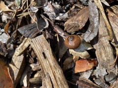 Geastrum pectinatum