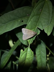 Simplicia cornicalis