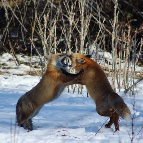 Red Fox photographed in Utah