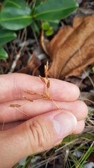 Bulbostylis juncoides