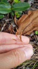 Bulbostylis juncoides