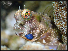 Salarias alboguttatus