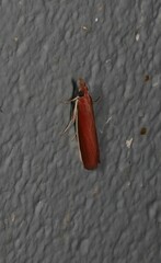 Emmalocera callirrhoda