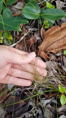 Bulbostylis juncoides