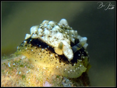 Dendrodoris coronata