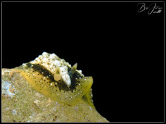 Dendrodoris coronata