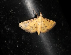 Herpetogramma hipponalis
