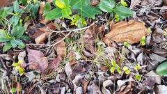 Bulbostylis juncoides