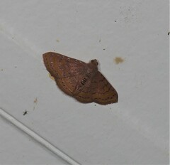 Homodes bracteigutta