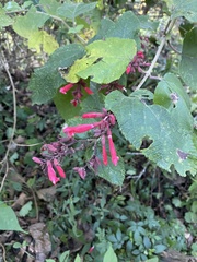Salvia elegans