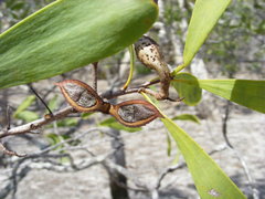 Hakea pedunculata