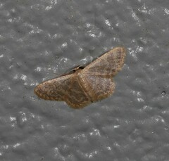 Idaea simplex