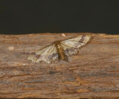 Idaea trypheropa