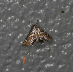 Anydraula pericompsa
