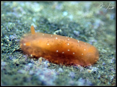 Dendrodoris fumata