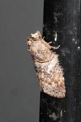 Archigargetta amydra