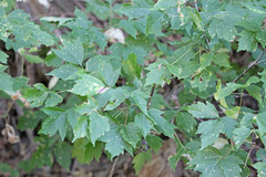 Acer negundo interius