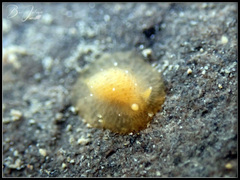 Dendrodoris fumata